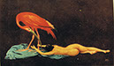 G_roter_Ibis_1917